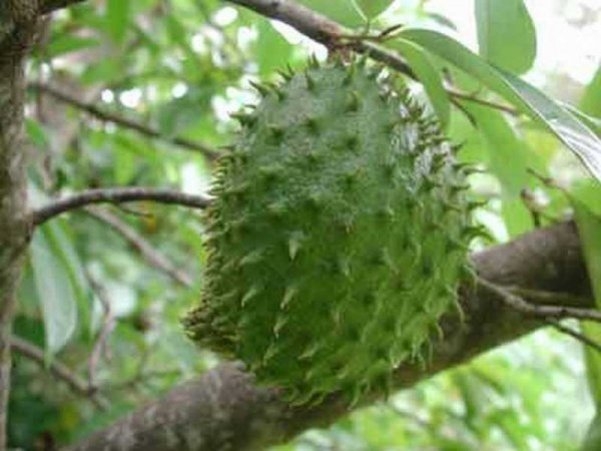 GUANABANA GRAVIOLA, ANNONA MURICATA